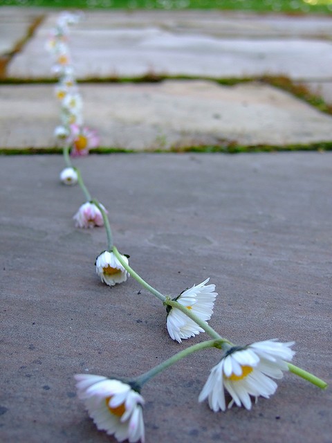 A delicate daisy chain laid across pale stone, soft white and green tones, calm and natural
